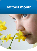 Saskatchewan daffodil badge